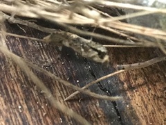 Pseudomiopteryx infuscata