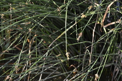 Schoenoplectus lacustris