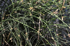 Schoenoplectus lacustris