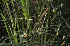 Schoenoplectus lacustris