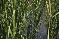 Schoenoplectus lacustris