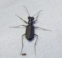 Myriochila semicincta