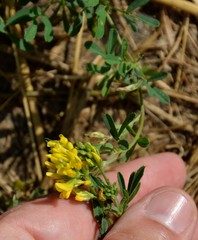 Medicago falcata