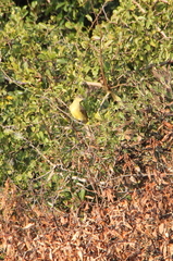 Chlorocichla flaviventris