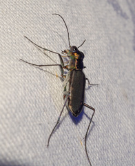 Myriochila semicincta