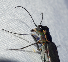 Myriochila semicincta