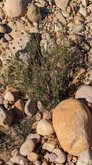 Monardella viminea