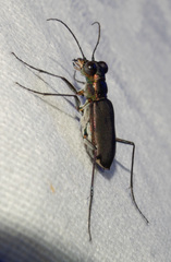 Myriochila semicincta