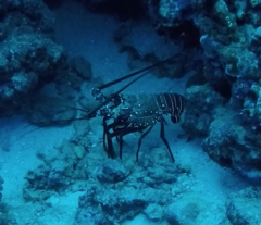 Panulirus marginatus