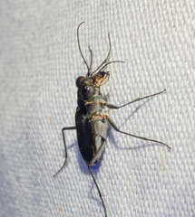 Myriochila semicincta