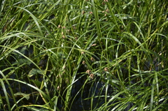 Bolboschoenus maritimus