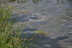Bolboschoenus maritimus