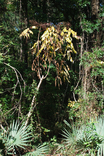 Aralia elata