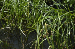 Bolboschoenus maritimus