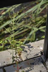 Epilobium pseudorubescens