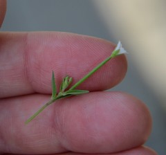 Epilobium pseudorubescens