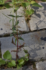 Epilobium pseudorubescens
