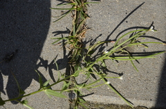 Epilobium pseudorubescens