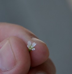 Epilobium pseudorubescens