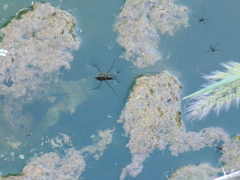 Aquarius chilensis