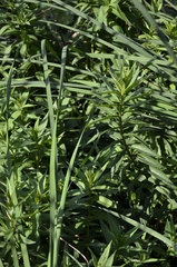 Lysimachia thyrsiflora