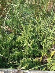 Lysimachia thyrsiflora