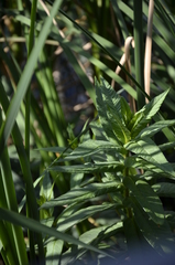 Lysimachia thyrsiflora