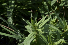 Lysimachia thyrsiflora