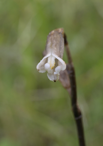 Gastrodia minor
