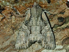 Lacanobia subjuncta