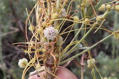 Cuscuta approximata