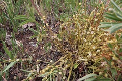Cuscuta approximata