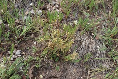 Cuscuta approximata