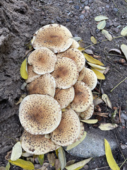 Pholiota