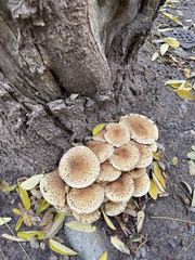 Pholiota
