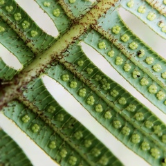 Diplopterygium