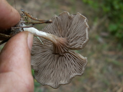 Entoloma undatum