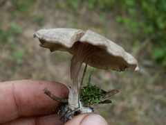 Entoloma undatum