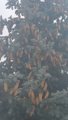 Picea pungens