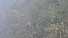 Pinus
