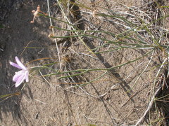 Lygodesmia grandiflora dianthopsis