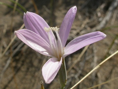Lygodesmia grandiflora dianthopsis