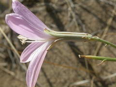 Lygodesmia grandiflora dianthopsis