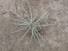 Lygodesmia grandiflora dianthopsis