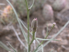 Lygodesmia grandiflora dianthopsis