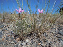 Lygodesmia grandiflora dianthopsis