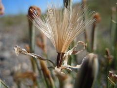 Lygodesmia grandiflora dianthopsis