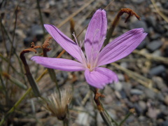 Lygodesmia grandiflora dianthopsis