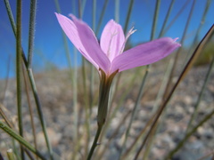Lygodesmia grandiflora dianthopsis