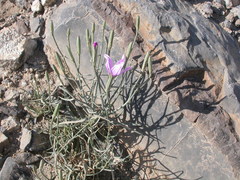 Lygodesmia grandiflora dianthopsis